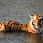 Corbett_National_Park Corbett National Park Tiger