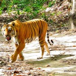 Corbett National Park Tiger-Rohit Manuja Corbett National Park Tiger-Rohit Manuja
