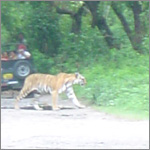 Corbett National Park