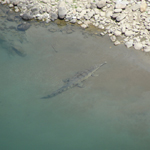 Corbett National Park