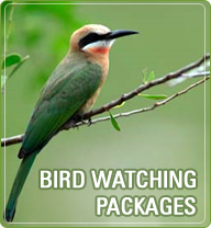 Bird  Watching in Corbett