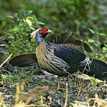 Bird watching in Corbett