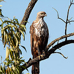 Bird watching in Corbett