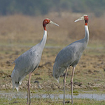 Birding in North India