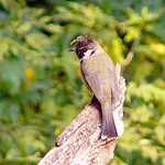 Birding in Corbett National Park