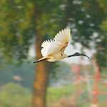 Birding in North India
