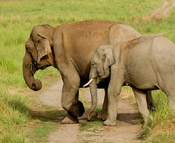 corbett