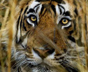 Jim Corbett Tiger Safari India