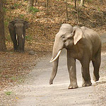 Corbett National Park
