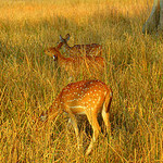Corbett National Park