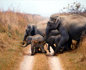 corbett