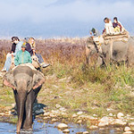 Elephant Safari in Corbett