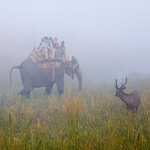 Elephant Safari in Corbett