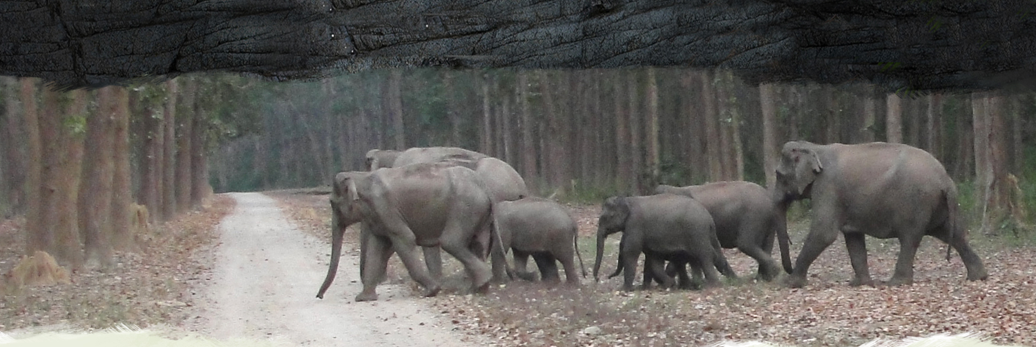 Jim Corbett National Park