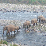 Corbett National Park