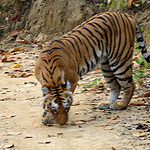 Corbett National Park