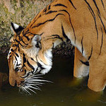 Corbett National Park