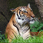 Corbett National Park