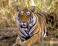 corbett