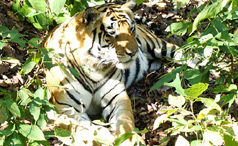 Tigres in Corbett National Park