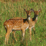 Uttaranchal Adventure Tour