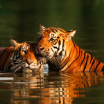 Uttaranchal tour Package