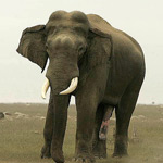 Wildlife in Corbett National Park