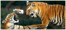 Corbett Wildlife Tour Packages