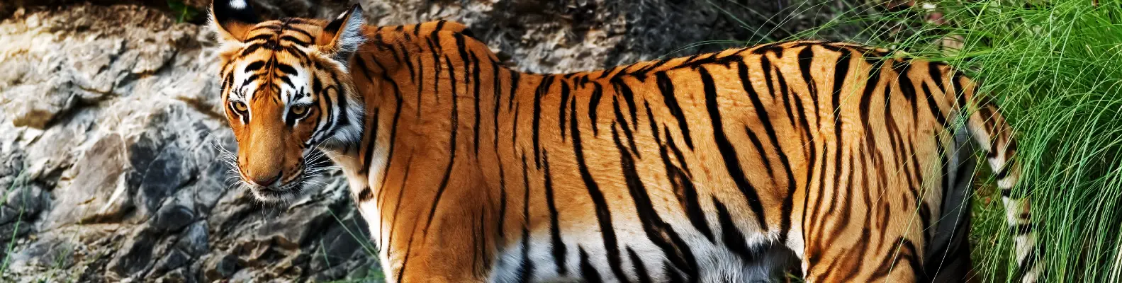 Canter Safari in Jim Corbett National Park