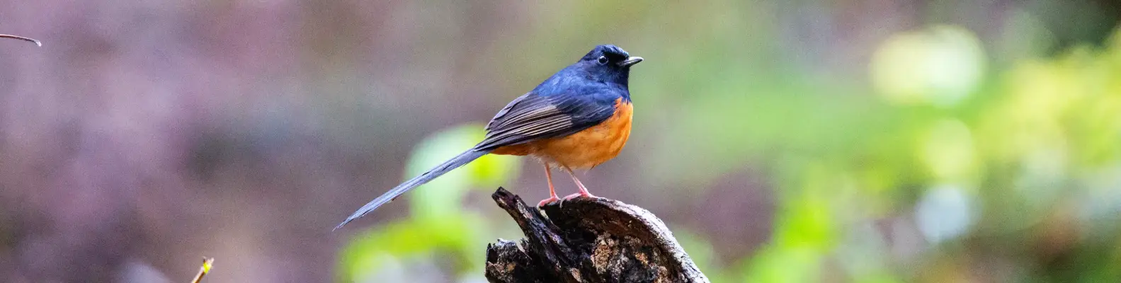 Birding in Corbett National Park