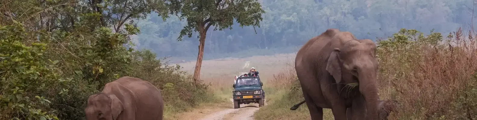 Elephant Safari in Corbett