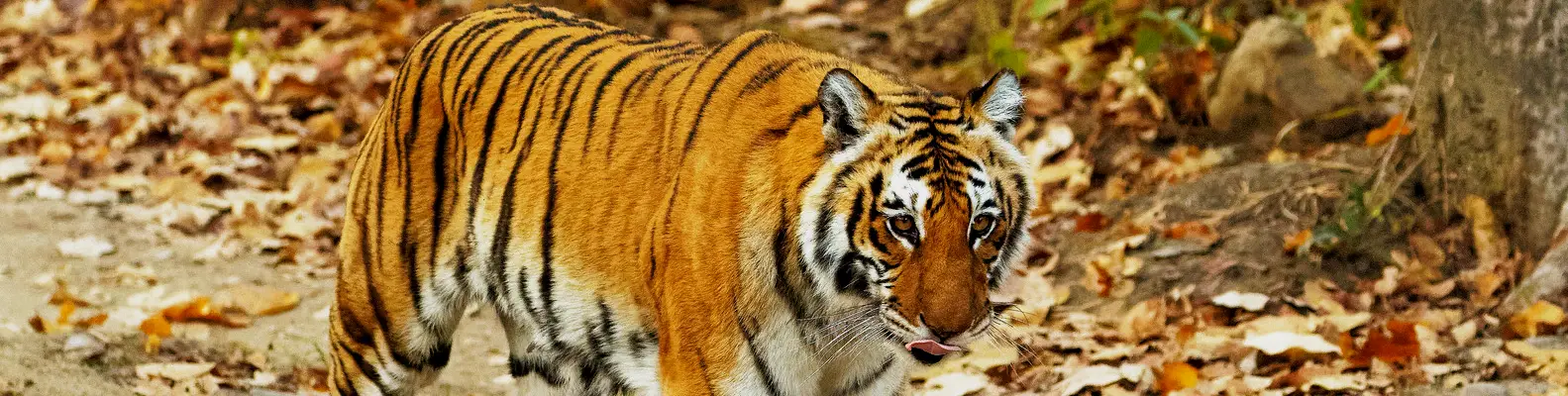 Corbett Entry Gates for Safaris