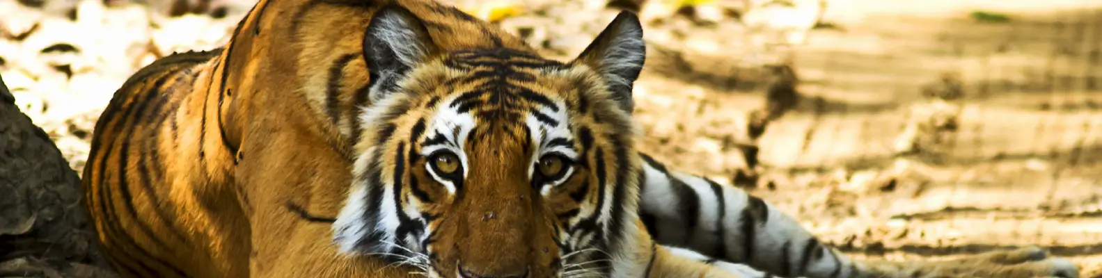 Wildlife in Jim Corbett National Park