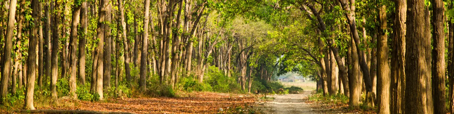 Flora in Corbett National Park