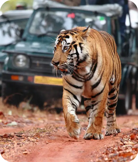 Corbett Jungle Safari