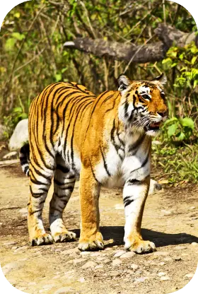 History of Corbett Park