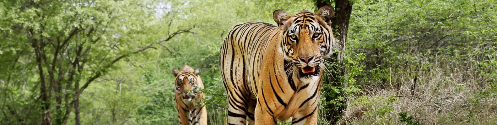 How to Reach Jim Corbett National Park