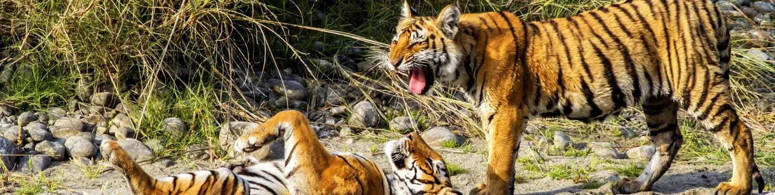 Corbett Tour Packages