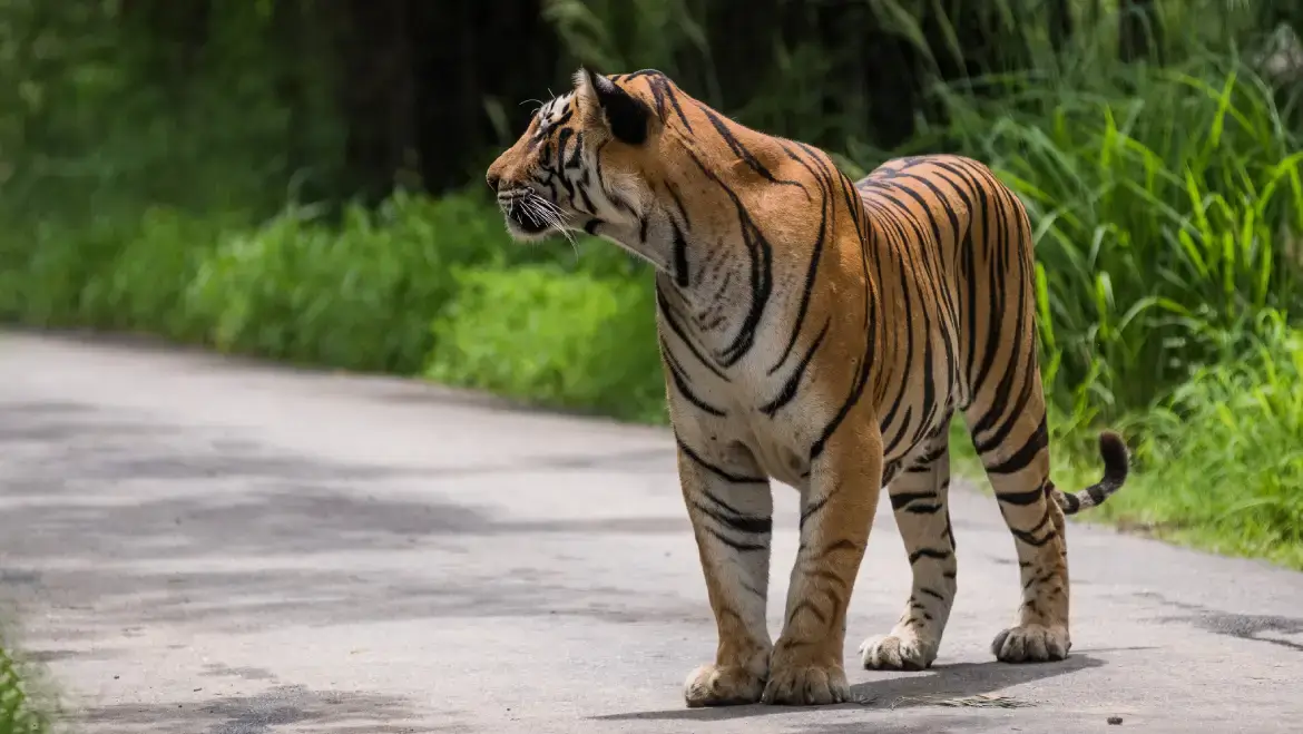 Royal Bengal Tiger