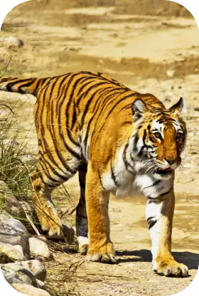 Corbett Wildlife Safari