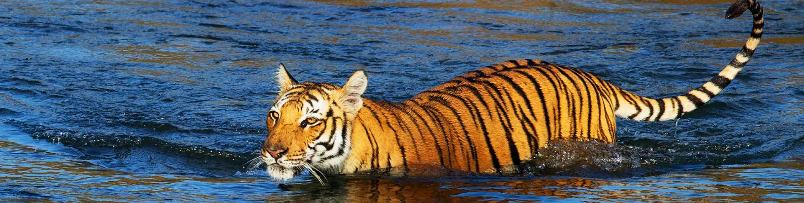 Safari Zones in Jim Corbett National Park