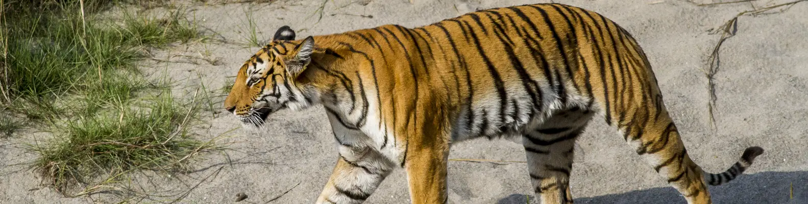 Wildlife Safari in Jim Corbett National Park