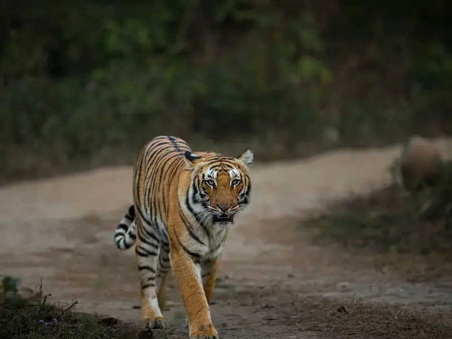 Corbett National Park