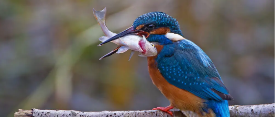 bird
