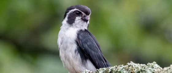 bird