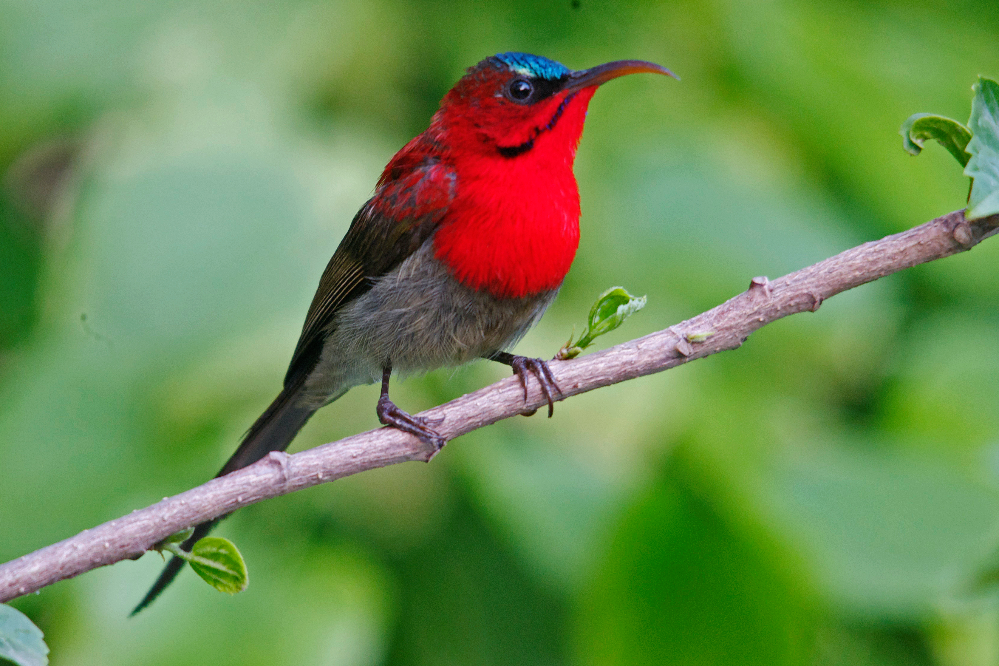 bird