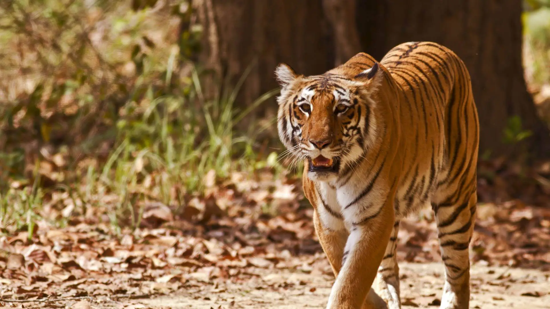 corbett-national-park