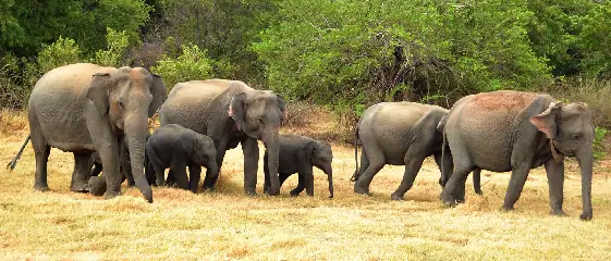 elephant