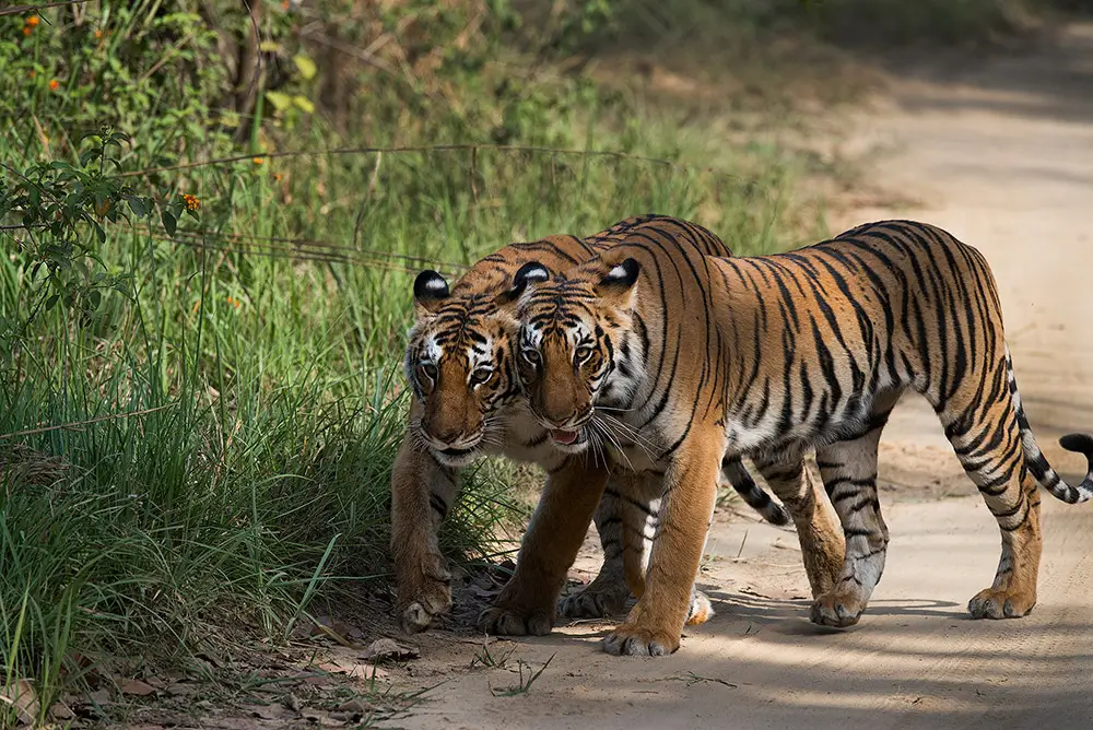  Corbett National Park , agra 