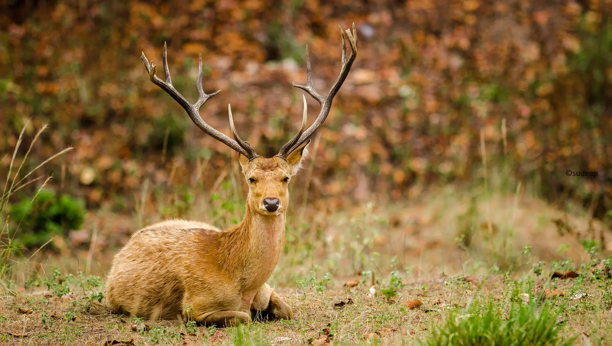 deer